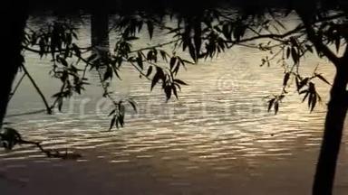 日落时分，在树木的叶子下，太阳的光线反射在水面上
